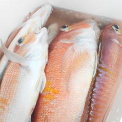 こうゆう丸 釣果