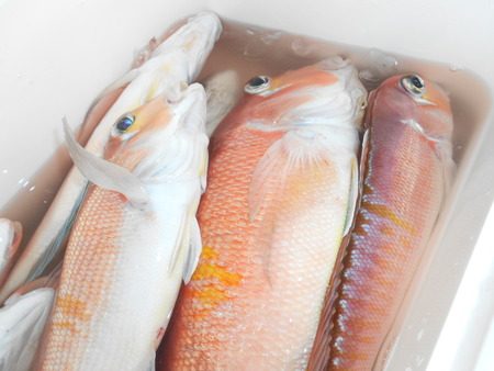 こうゆう丸 釣果