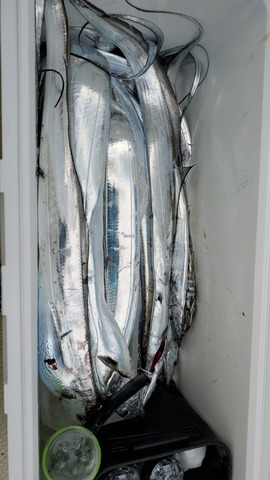 遊漁船 ニライカナイ 釣果