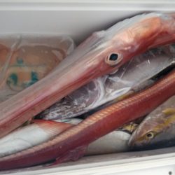 遊漁船 新鋭丸 釣果