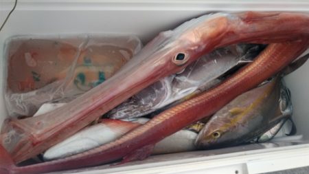 遊漁船 新鋭丸 釣果