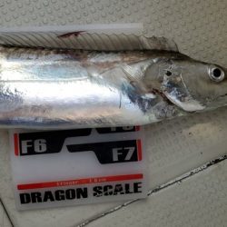 遊漁船 ニライカナイ 釣果