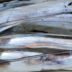 遊漁船 ニライカナイ 釣果