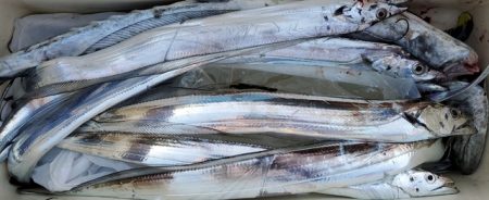 遊漁船 ニライカナイ 釣果