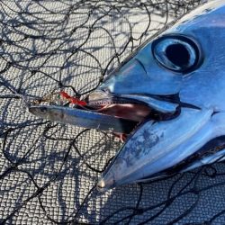へいみつ丸 釣果