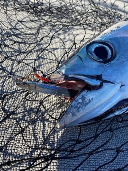 へいみつ丸 釣果