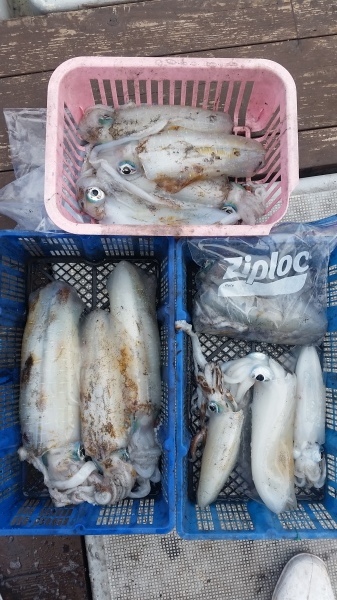 小海途 釣果