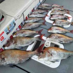 遊漁船 セトマリン 釣果