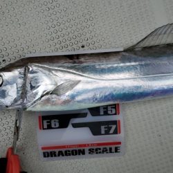 遊漁船 ニライカナイ 釣果