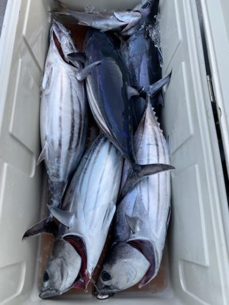 へいみつ丸 釣果