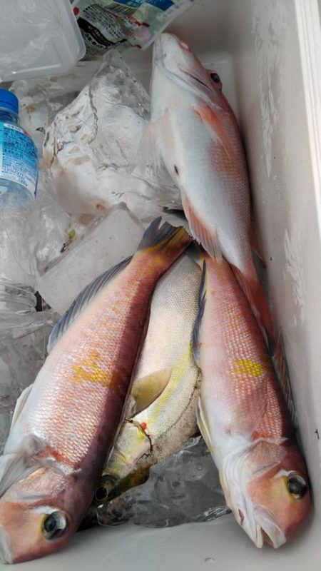 遊漁船 新鋭丸 釣果