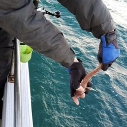 遊漁船 ニライカナイ 釣果