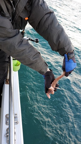 遊漁船 ニライカナイ 釣果