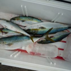 浅間丸 釣果