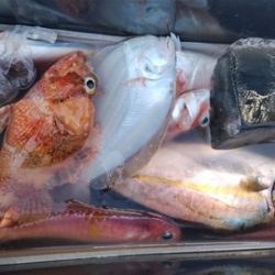 遊漁船 新鋭丸 釣果