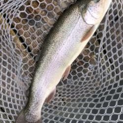 フィッシング サンクチュアリ 釣果