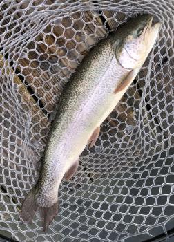 フィッシング サンクチュアリ 釣果