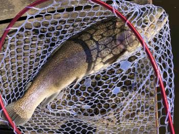 フィッシング サンクチュアリ 釣果