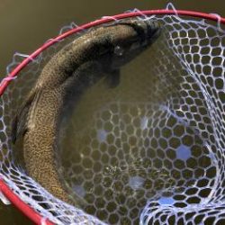 フィッシング サンクチュアリ 釣果