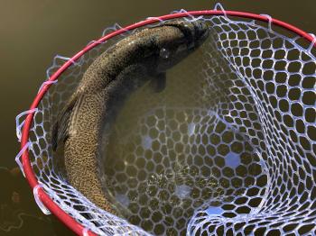 フィッシング サンクチュアリ 釣果