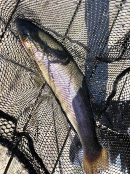 フィッシング サンクチュアリ 釣果