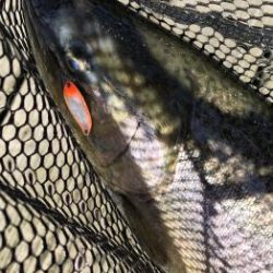 フィッシング サンクチュアリ 釣果