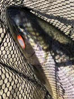 フィッシング サンクチュアリ 釣果