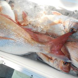 こうゆう丸 釣果