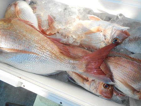 こうゆう丸 釣果