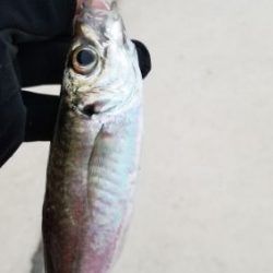 今季初アジングレポート　【がまかつ LUXXE宵姫　インプレッション】