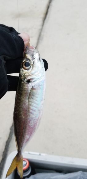 今季初アジングレポート　【がまかつ LUXXE宵姫　インプレッション】