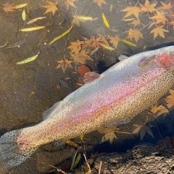 志高湖フィッシング 釣果