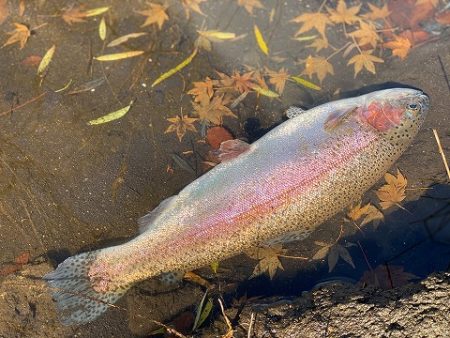 志高湖フィッシング 釣果