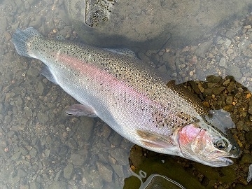 志高湖フィッシング 釣果