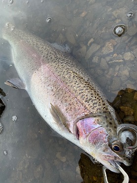 志高湖フィッシング 釣果