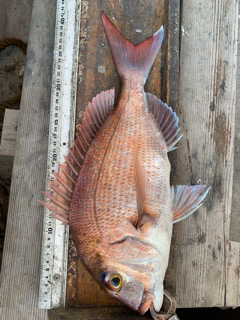 幸吉丸 釣果