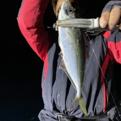 シードリーム 釣果