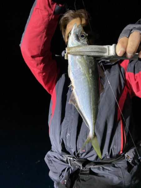 シードリーム 釣果