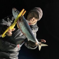 シードリーム 釣果