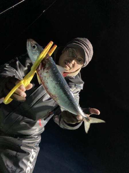 シードリーム 釣果