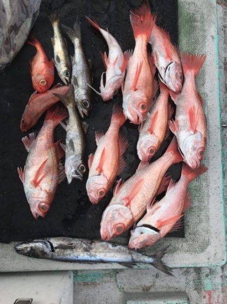 たいし丸 釣果