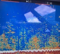 シーモンキー 釣果