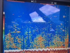 シーモンキー 釣果