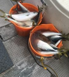 シーモンキー 釣果