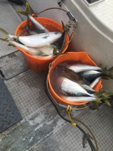 シーモンキー 釣果