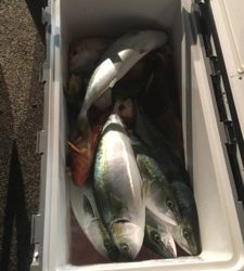 シーモンキー 釣果