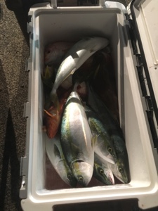 シーモンキー 釣果