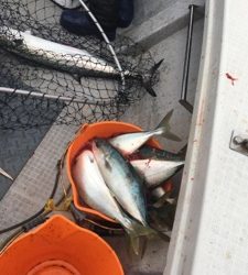 シーモンキー 釣果