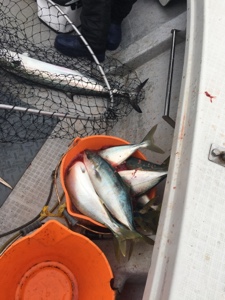 シーモンキー 釣果