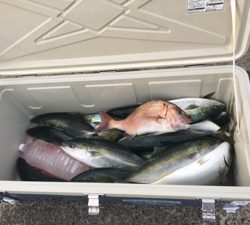 シーモンキー 釣果